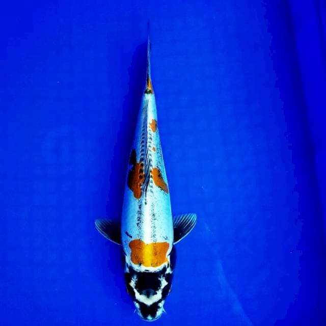 Kikokuryu 32cm