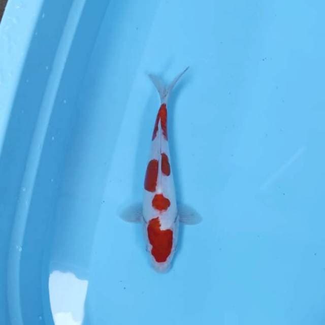 KOHAKU CEPLOK