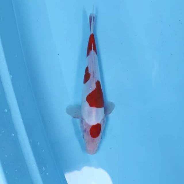MARUTEN KOHAKU