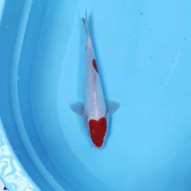 TANCO KOHAKU