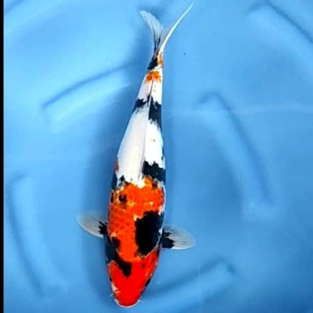 SHOWA # 38CM