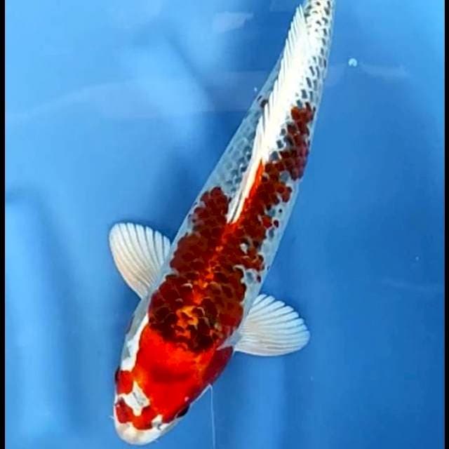 KUJAKU # 37CM