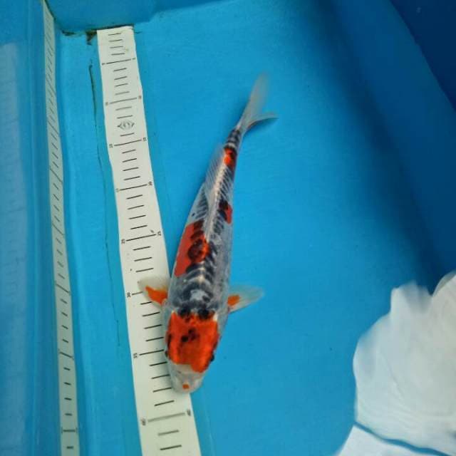 Beni kiko 28 cm 