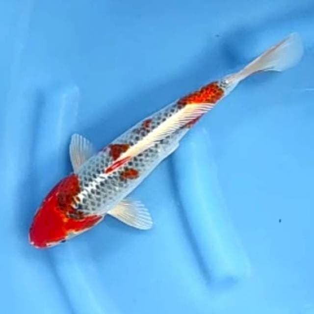 GOSHIKI # 32CM