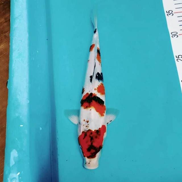 Showa 31cm