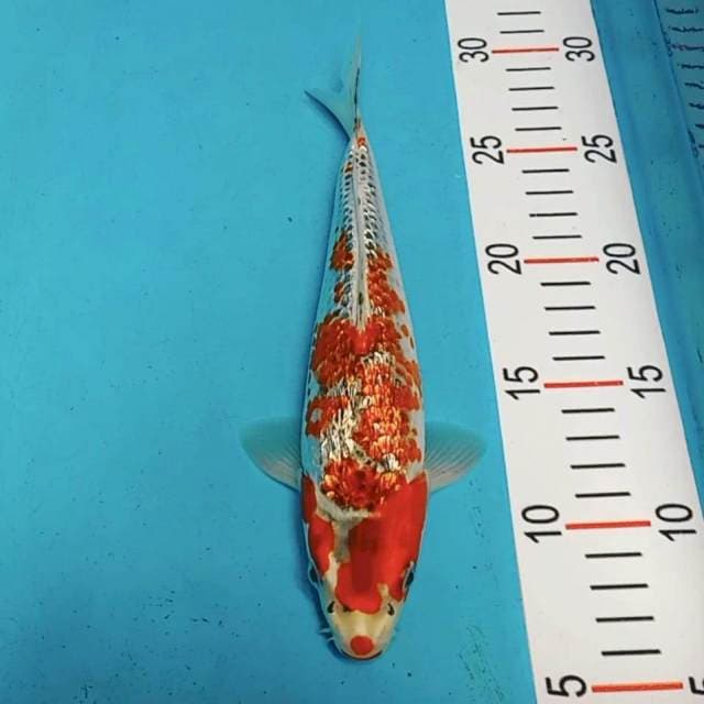 Goshiki ginrin 23cm