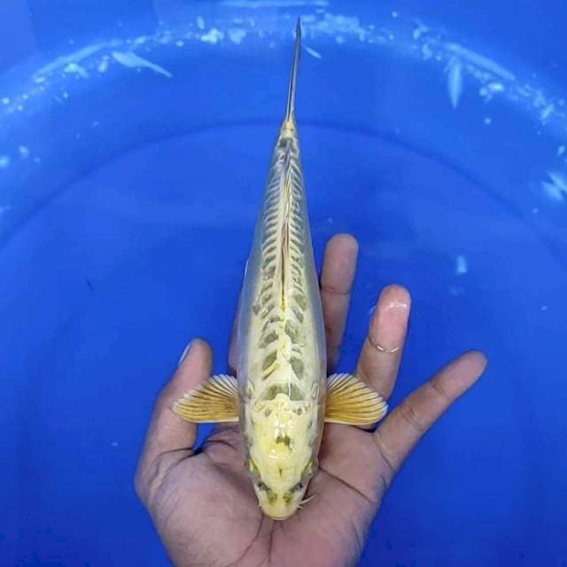 mukasi / 24 cm  