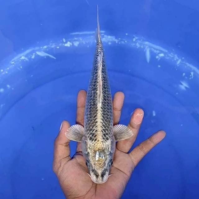 mukasi / 28 cm