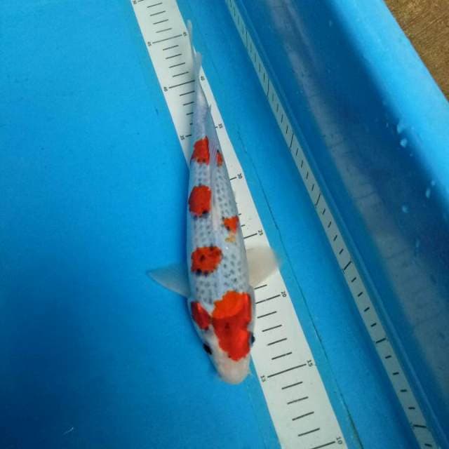 Goshiki Narumi 27 cm