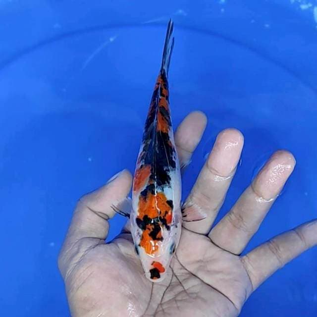sanke / 17 cm