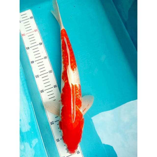 Kohaku ginrin