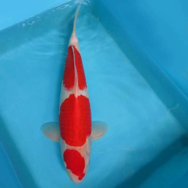 AISHITERU 2 ~ KOHAKU QUALITY PEJANTAN,-