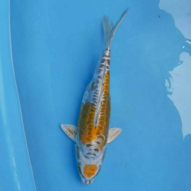 KIN KIKO Maruten