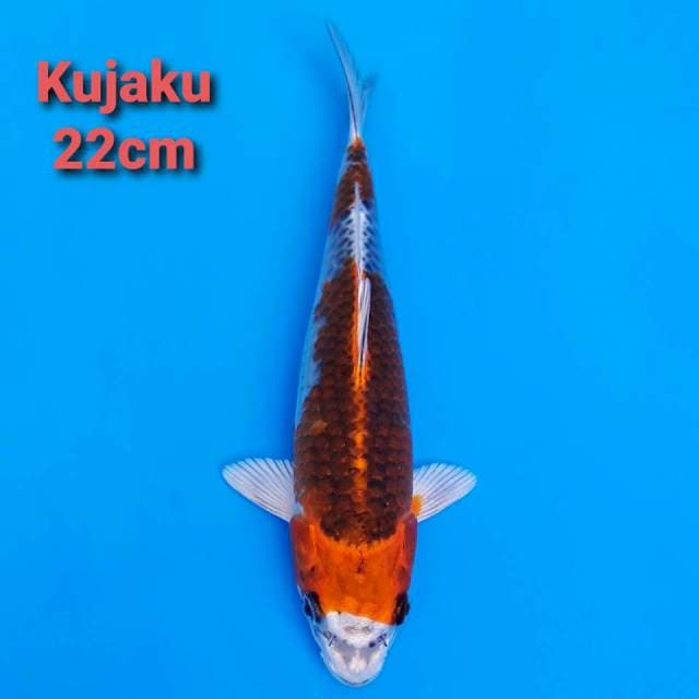 Kujaku nidan 22cm