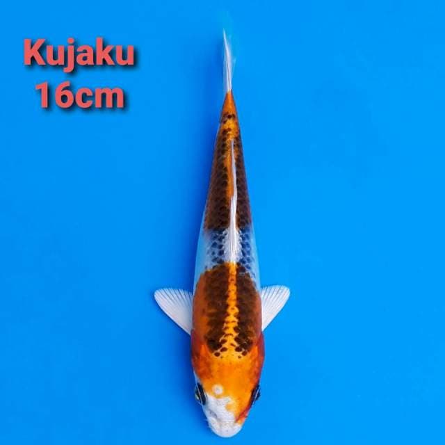 Kujaku nidan 16cm