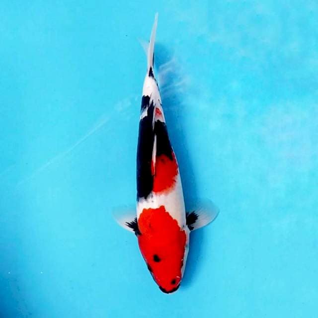 Showa strong 32cm male