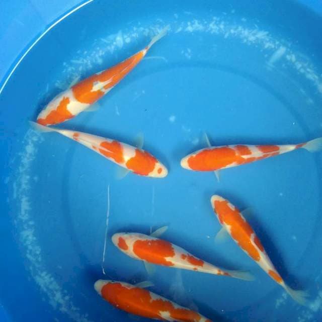Sk kphaku
