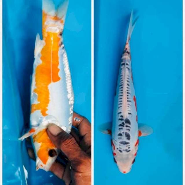 Shusui ,26cm