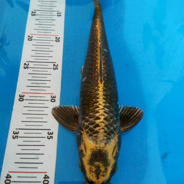 Gold mukasi