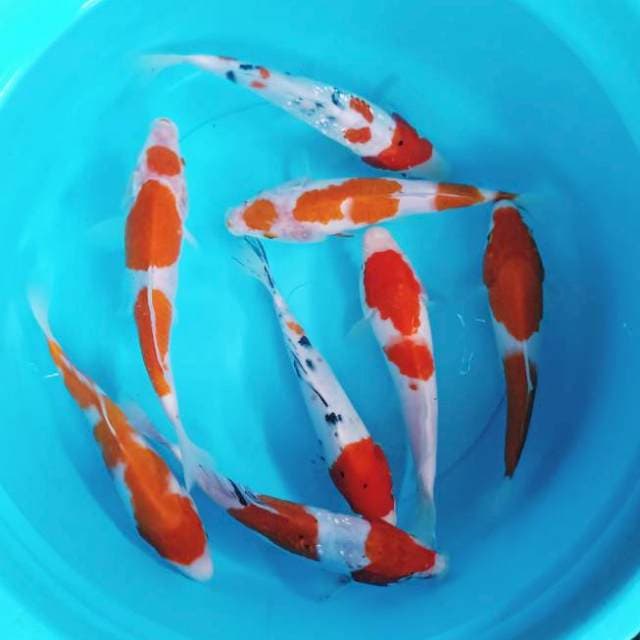 Pkt Kohaku Sanke 8 ekr