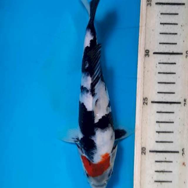 Tancho showa 20cm