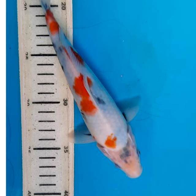 Tategoi showa 23cm 