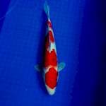 Sanke 30cm