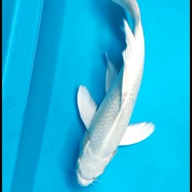 Kumpay Platinum 32cm