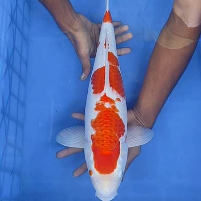 Kohaku 47cm