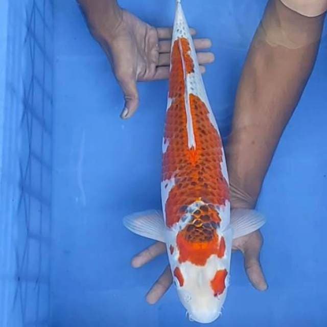 Kojaku 47cm