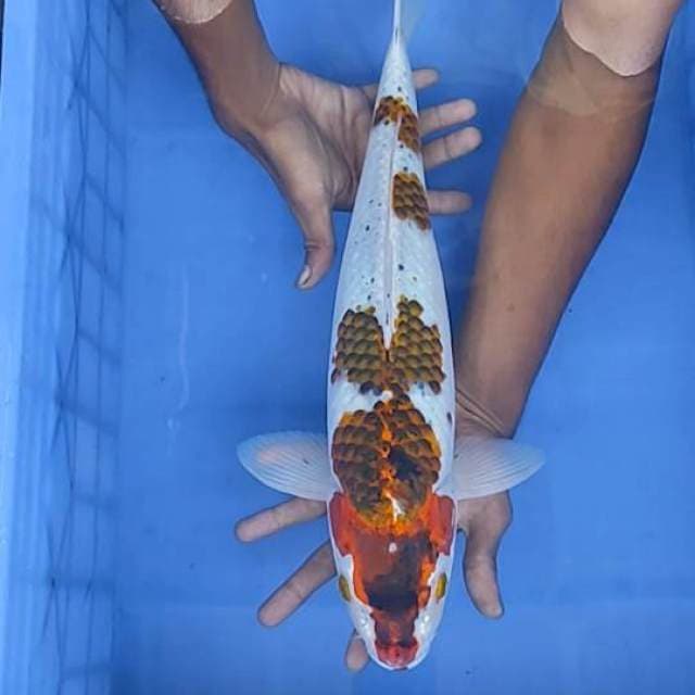 Gosiki Goromo 45cm