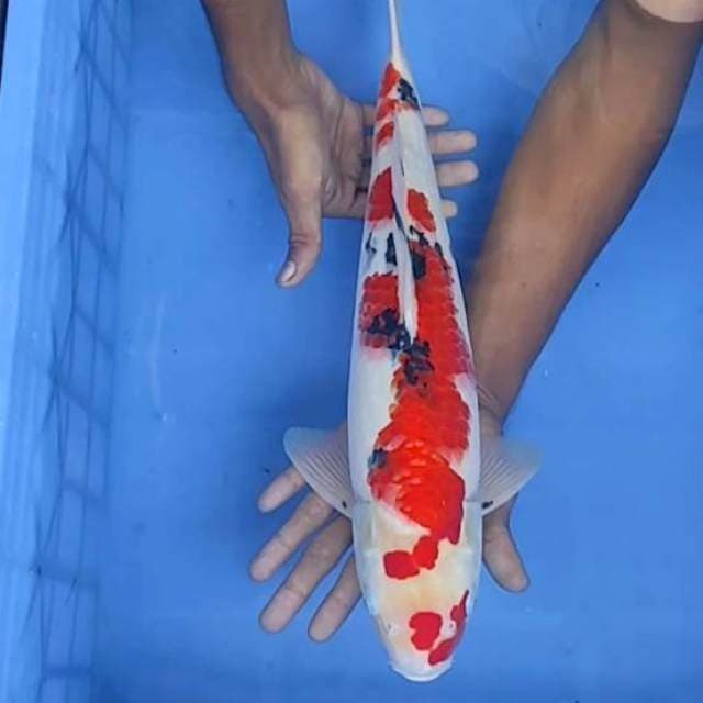 Sanke 45cm