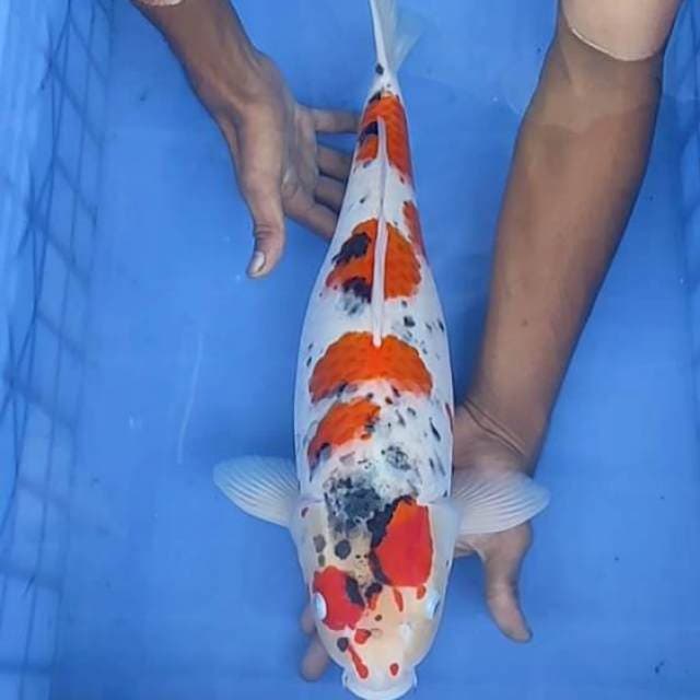 Sanke gosiki 46cm