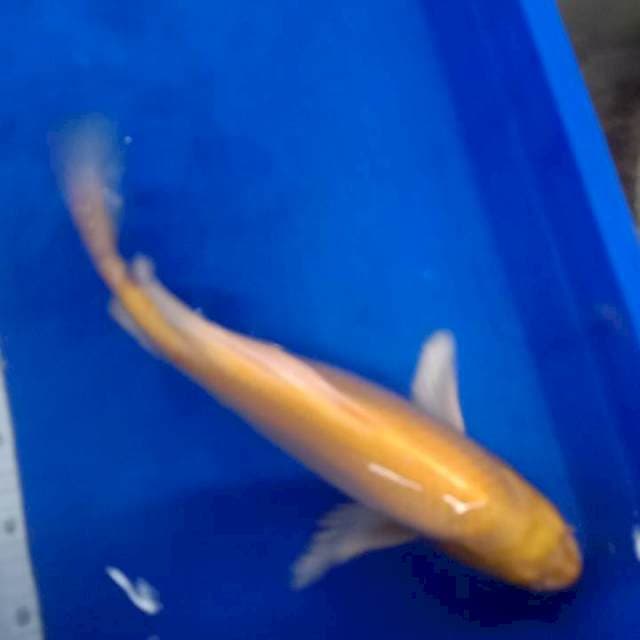 Ogon kumpay 40 cm