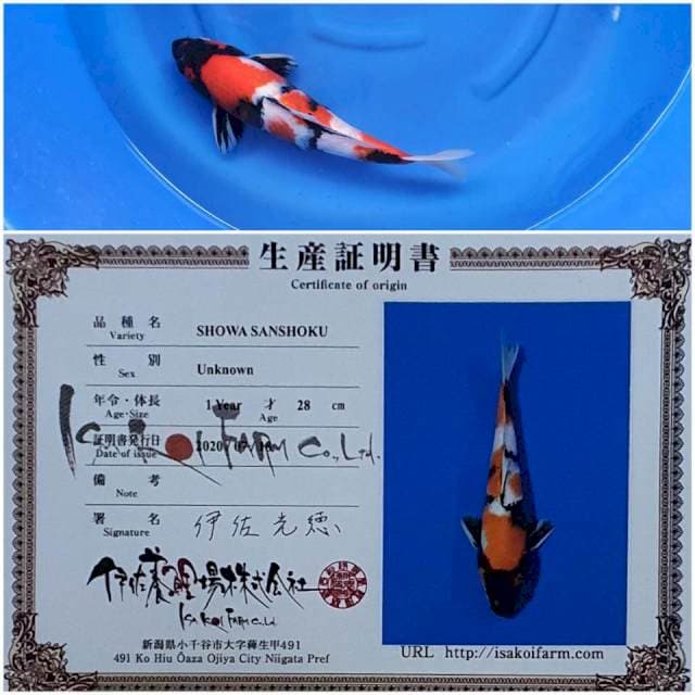 Showa Import serti,  ISA 40Cm 