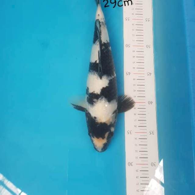 Shiro Sq 29cm