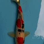 Sanke jozzz 34 cm