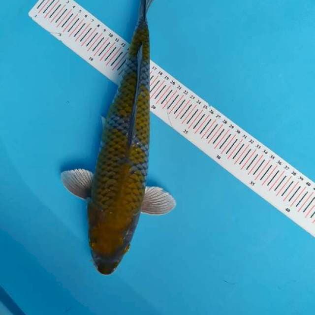 ochiba 38 cm