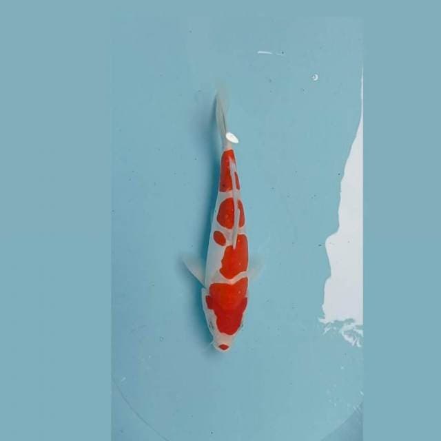 Kohaku Doit 30cm