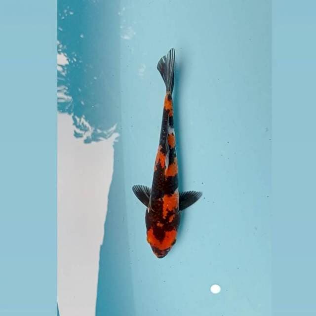 Showa Ginrin 21 cm