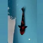 Showa Ginrin 21 cm