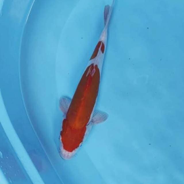KOHAKU 2 STEP 