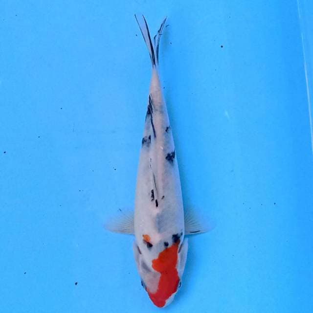 Sanke 22cm
