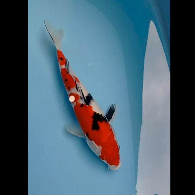 Sanke 36cm