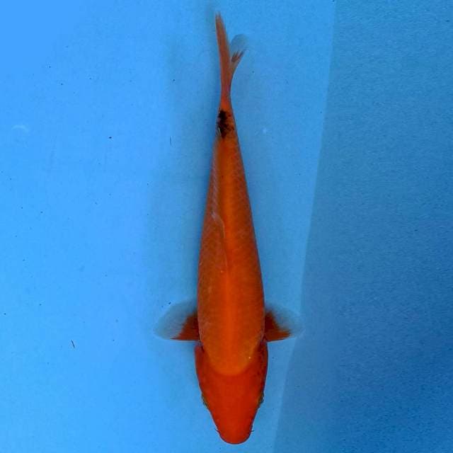 HiUtsuri 23cm