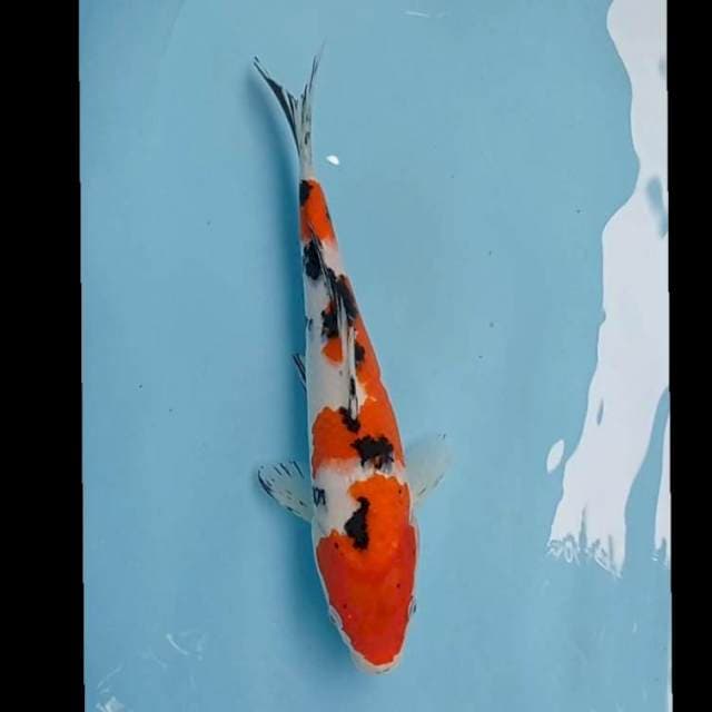 Sanke 36cm