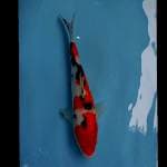 Sanke 36cm