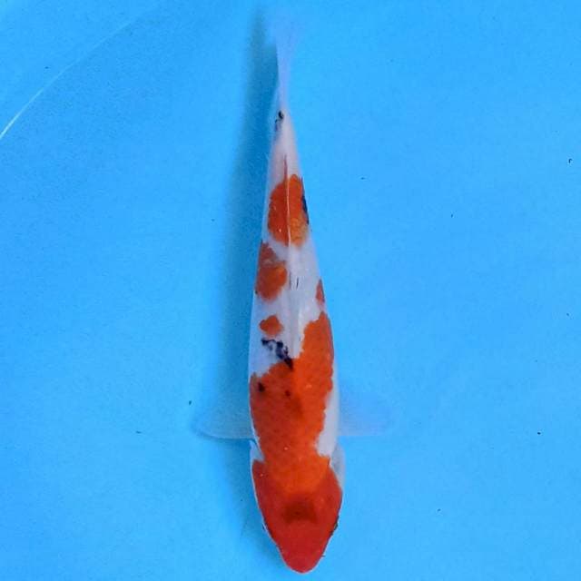 Showa 21 cm
