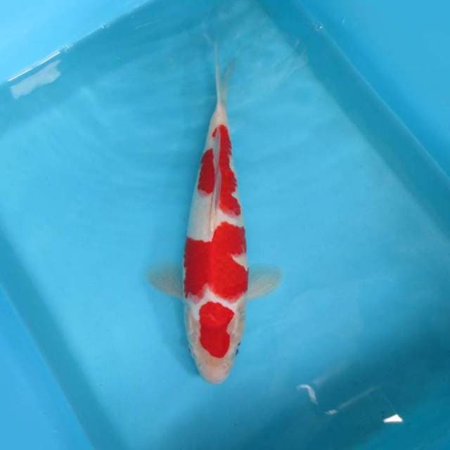 AISHITERU 10 ~ KOHAKU ,-