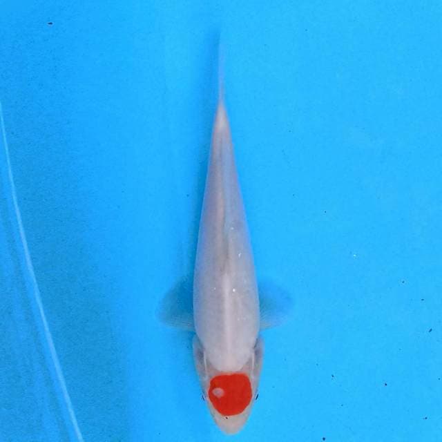 Tancho 20 cm